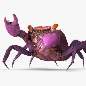 3d model vampire crab geosesarma rigged
