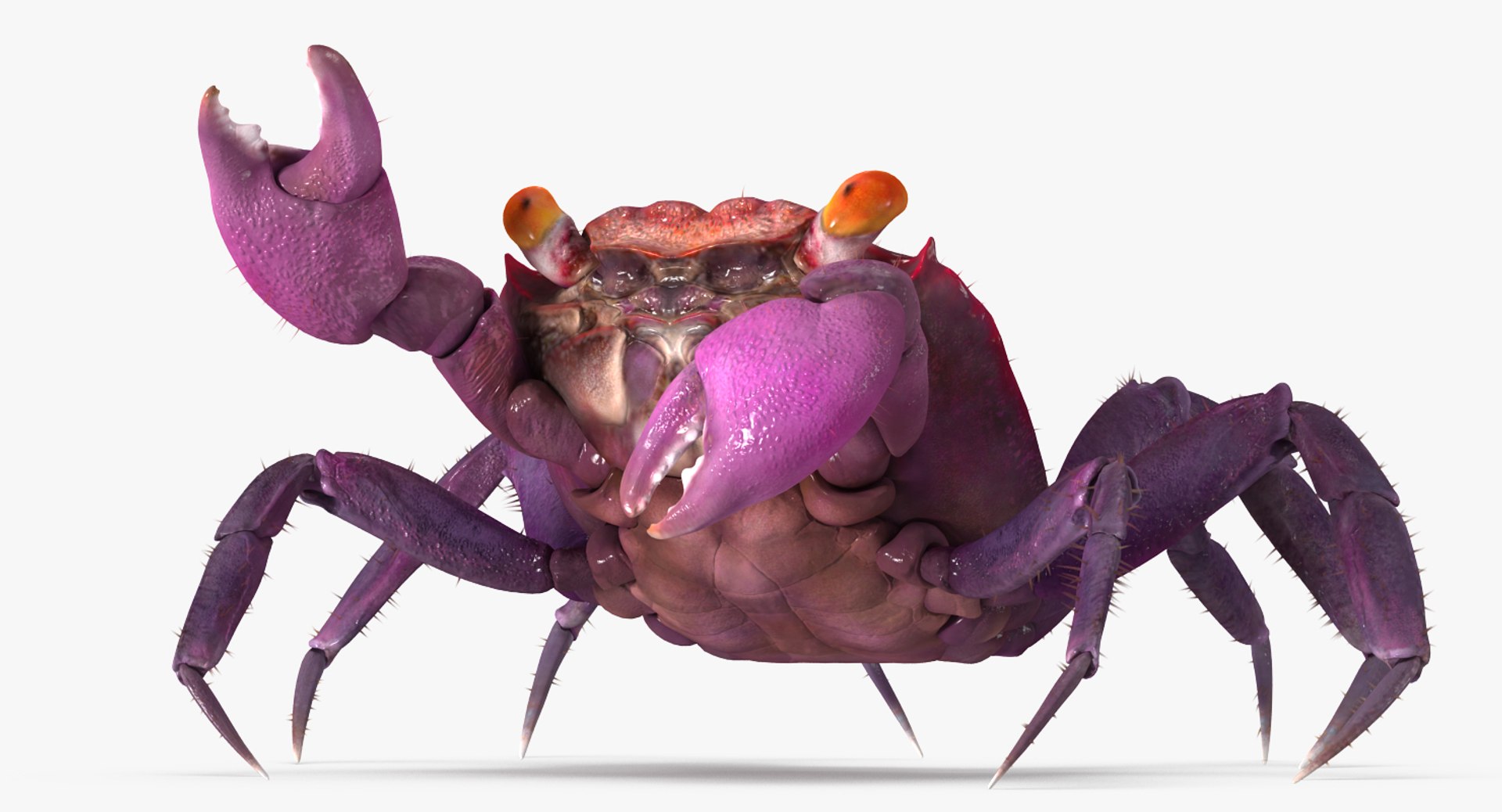 Vampire Crab Geosesarma Rigged with Fur 3D Model 3D model preview