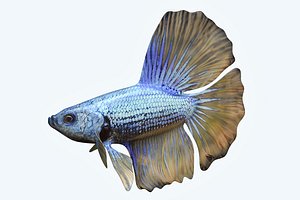 3D betta fish