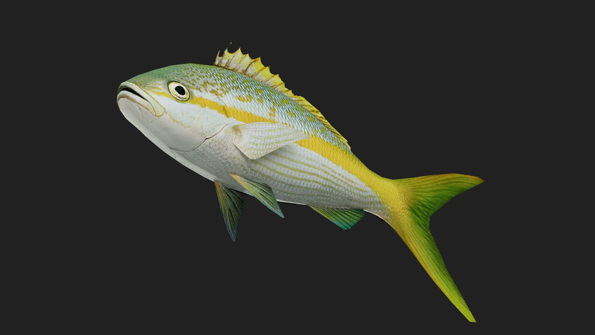 Snapper 3D Model - TurboSquid 2119723