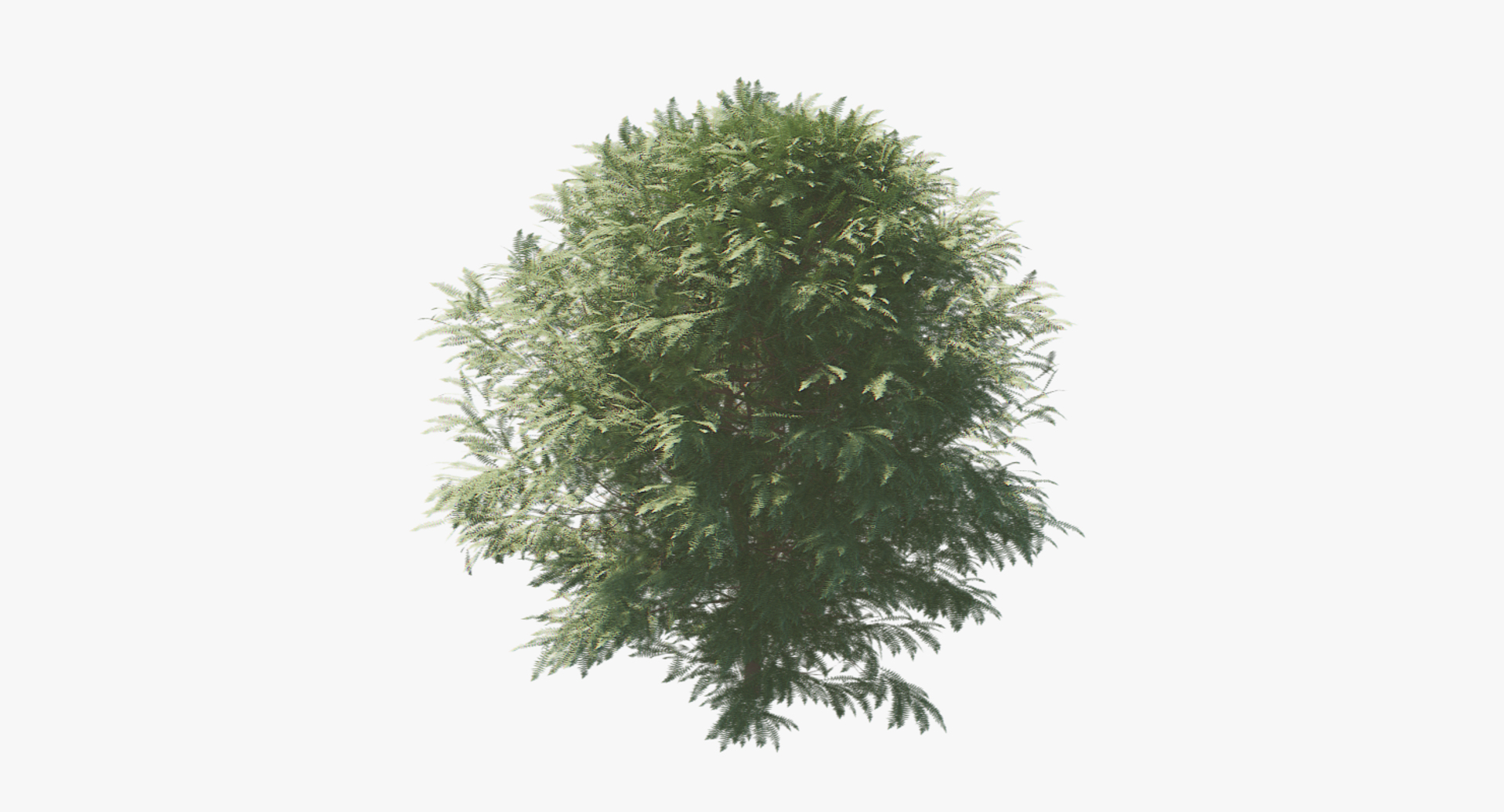 3D Tree Russian Model - TurboSquid 1412450