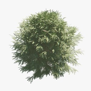 3D tree russian model