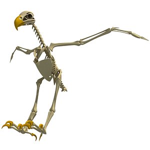 max bald eagle skeleton