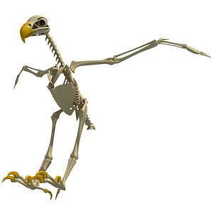 Bald Eagle Skeleton 3D Model