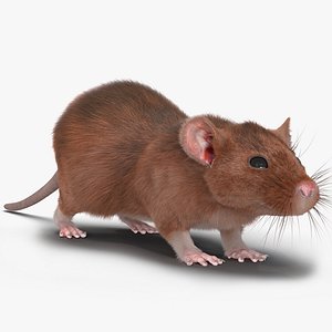 Rat 2