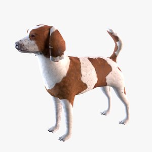 3D beagle dog model