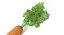 Carota 2