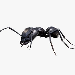 Ant walking game ready model