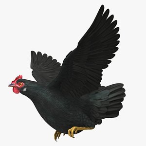 Gallus Domesticus "Black Domestic Chicken Hen"