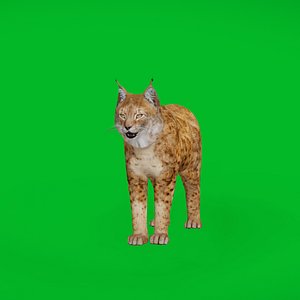 Northern Eurasian Lynx