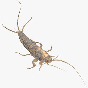 Silverfish Searching