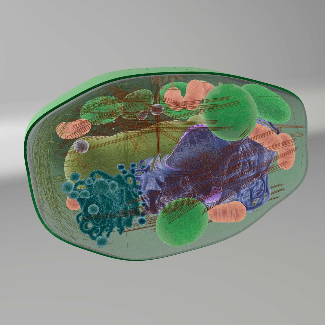 Искусственная клетка 3. Plant Cell 3d. Модель барельефная «растительная клетка». 3д модель растительной клетки. Клетка растения 3д.