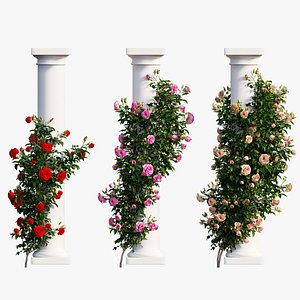 3D rose plant set 10