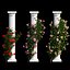Set di piante di rose 10
