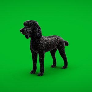 3D Poodle Dog