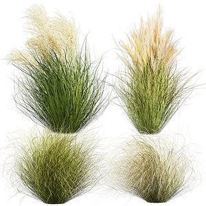 3D Collection plant vol 669 - grass - pampas