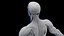 Male Skeleton Ligaments and Muscles Static