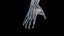 Male Skeleton Ligaments and Muscles Static