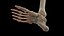 Male Skeleton Ligaments and Muscles Static