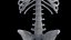 Male Skeleton Ligaments and Muscles Static