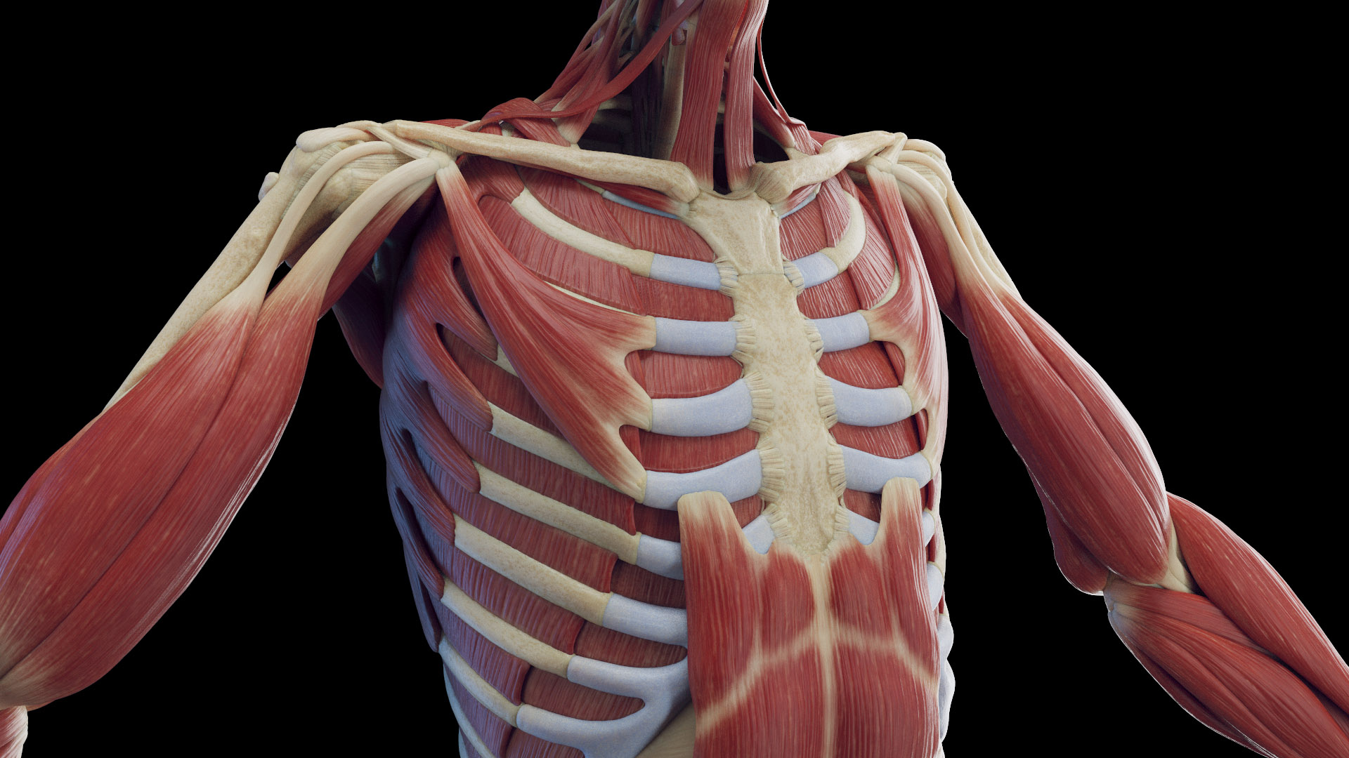 Male Skeleton Ligaments and Muscles Static 3D model https://p.turbosquid.com/ts-thumb/D6/jycH5n/Pj/male_tt_skeleton_ligaments_muscles06f/jpg/1673975030/1920x1080/turn_fit_q99/6b48d1d255f70bc7ee225e992b2cb72daae9bdaa/male_tt_skeleton_ligaments_muscles06f-1.jpg