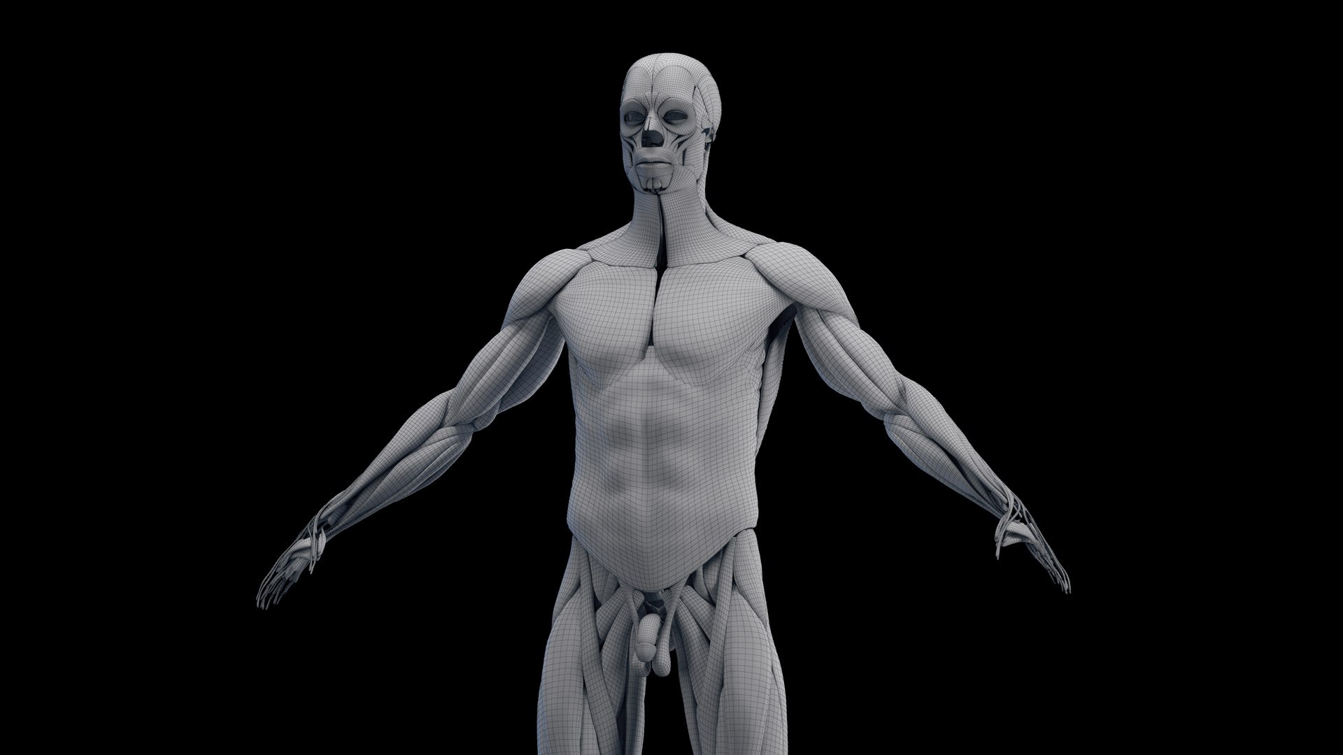 Male Skeleton Ligaments and Muscles Static 3D model https://p.turbosquid.com/ts-thumb/D6/jycH5n/UU/male_muscles_wire0004/jpg/1673989496/1920x1080/fit_q87/1a75869b4c6656fbfaa2975d94459959728d3890/male_muscles_wire0004.jpg