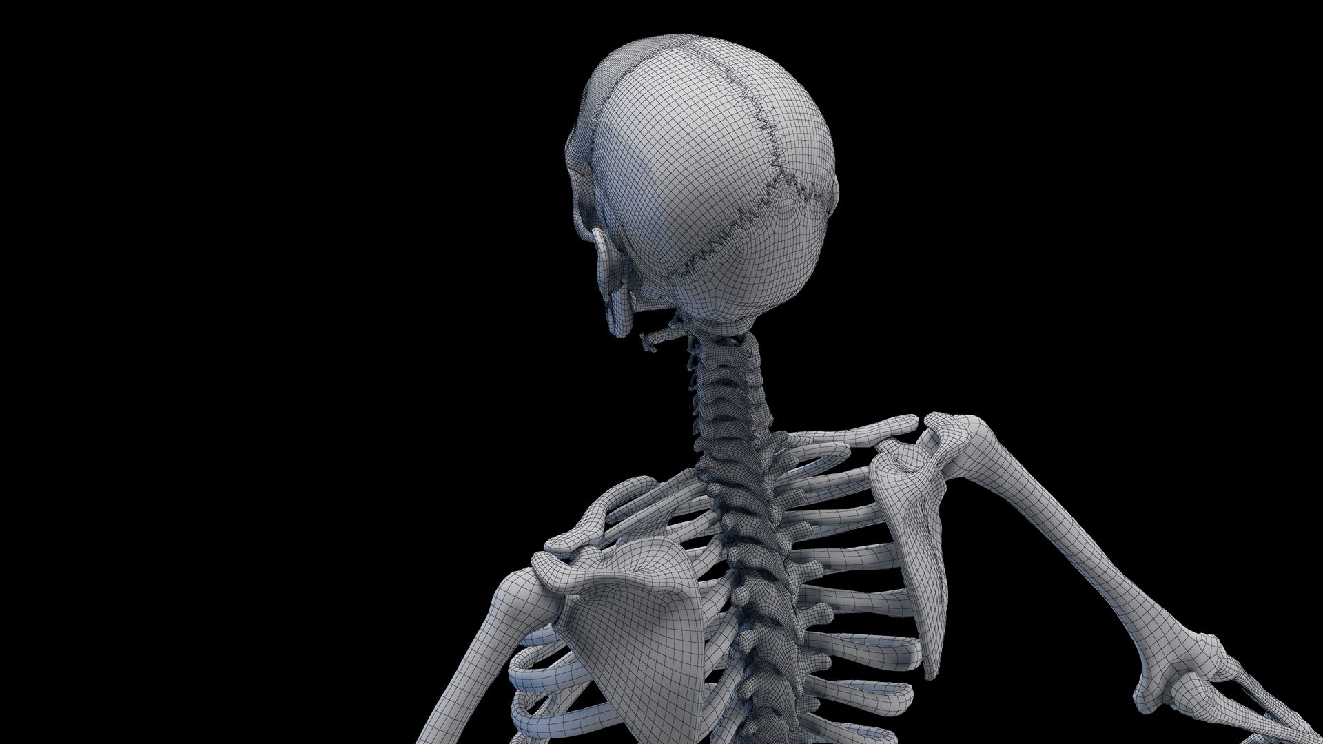 Male Skeleton Ligaments and Muscles Static 3D model https://p.turbosquid.com/ts-thumb/D6/jycH5n/VT/male_skeleton_wire0002/jpg/1673989212/1920x1080/fit_q87/7e8b99dd0f83a0f5bf906d2d898c41c766f2d1b9/male_skeleton_wire0002.jpg