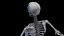 Male Skeleton Ligaments and Muscles Static