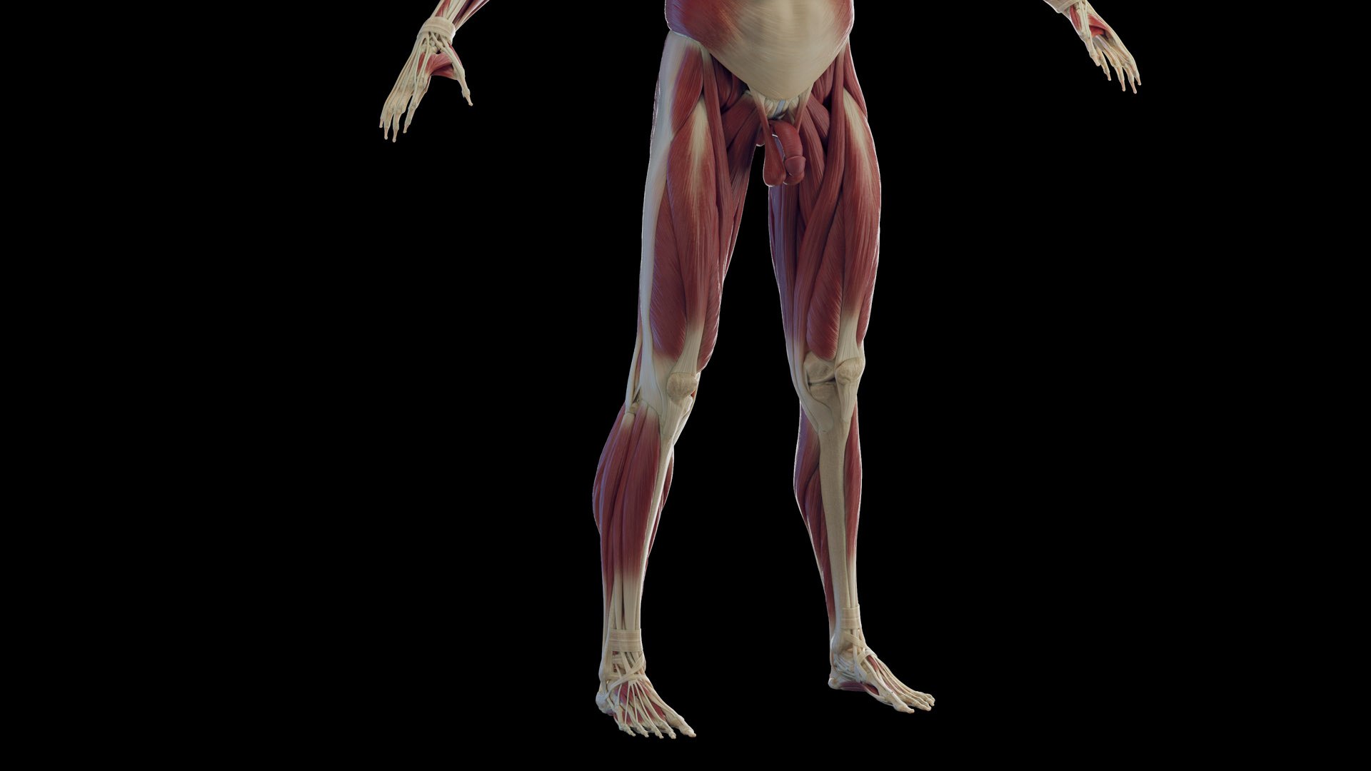 Male Skeleton Ligaments and Muscles Static 3D model https://p.turbosquid.com/ts-thumb/D6/jycH5n/Xa/male_skeleton_ligaments_muscles0008/jpg/1673974932/1920x1080/fit_q87/a3cd2f7dabbbc1421e9f1388bae3010d09f6ff3b/male_skeleton_ligaments_muscles0008.jpg