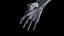 Male Skeleton Ligaments and Muscles Static