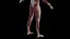 Male Skeleton Ligaments and Muscles Static