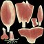 Male Skeleton Ligaments and Muscles Static