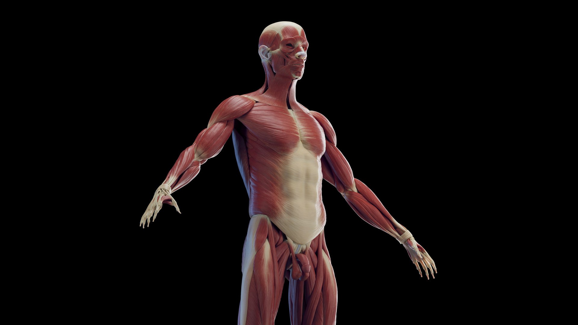Male Skeleton Ligaments and Muscles Static 3D model https://p.turbosquid.com/ts-thumb/D6/jycH5n/um/male_skeleton_ligaments_muscles0005/jpg/1673974931/1920x1080/fit_q87/ceb6101fab354087c49ab815dac8e9676c05b0d8/male_skeleton_ligaments_muscles0005.jpg