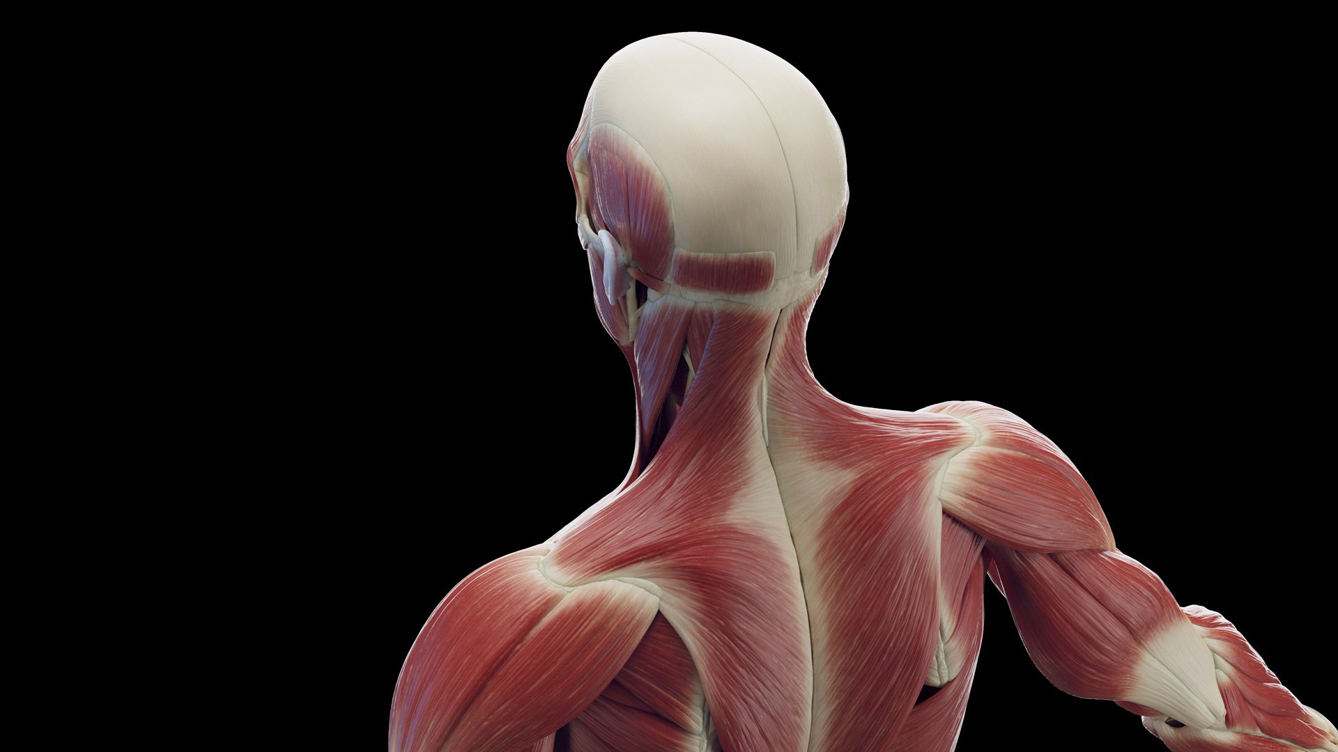 Male Skeleton Ligaments and Muscles Static 3D model https://p.turbosquid.com/ts-thumb/D6/jycH5n/zw/male_skeleton_ligaments_muscles0002/jpg/1673974930/1920x1080/fit_q87/b63d7fd0505ae6235a81d81c71bfafee77333dc1/male_skeleton_ligaments_muscles0002.jpg