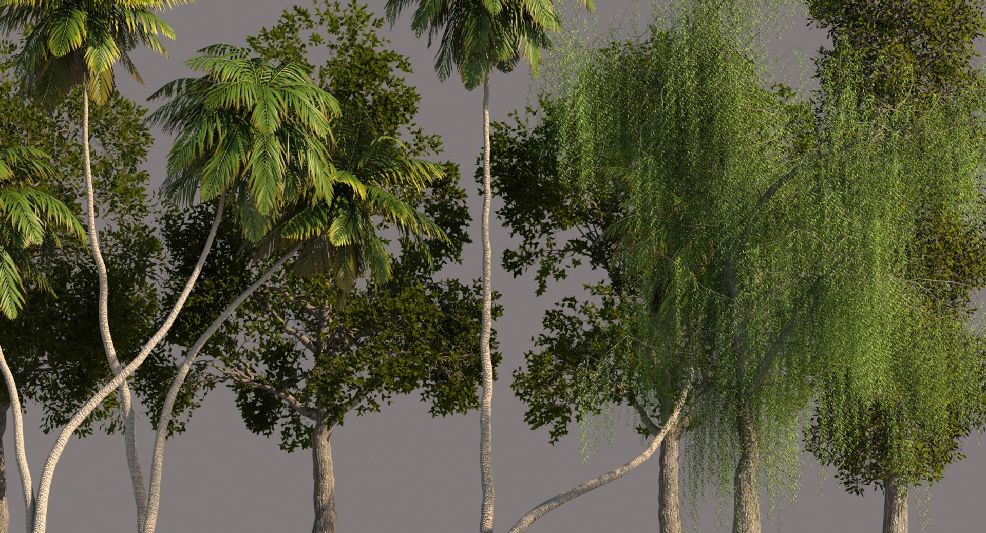 palm trees 3D model https://p.turbosquid.com/ts-thumb/D6/l0xg0p/GWQ763Kd/tp14/jpg/1580062983/1920x1080/fit_q87/150d51ed35466fee869a2635328b3f625182a0c4/tp14.jpg