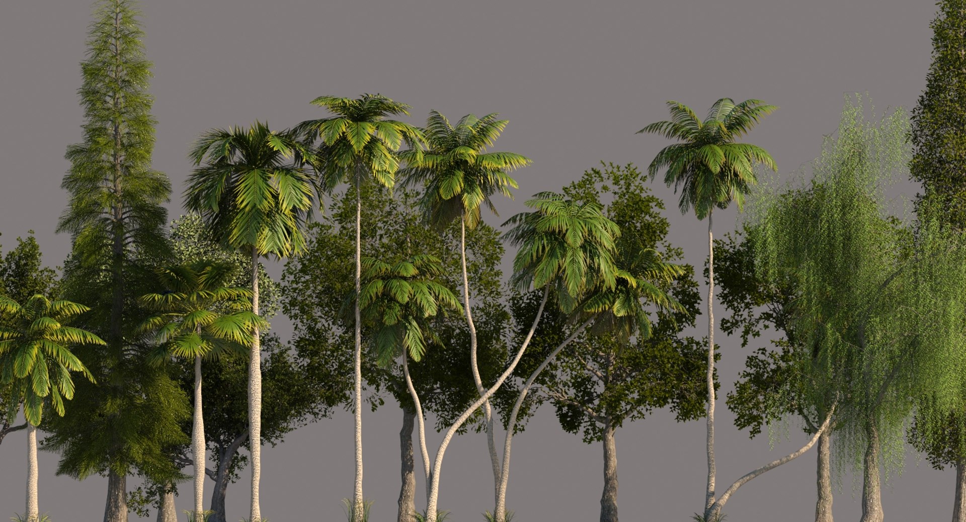 palm trees 3D model https://p.turbosquid.com/ts-thumb/D6/l0xg0p/KvrSWBJK/tp11/jpg/1580062983/1920x1080/fit_q87/a8169b8ca01e9b6a4ca5ca592ff8b7b4b686f90e/tp11.jpg