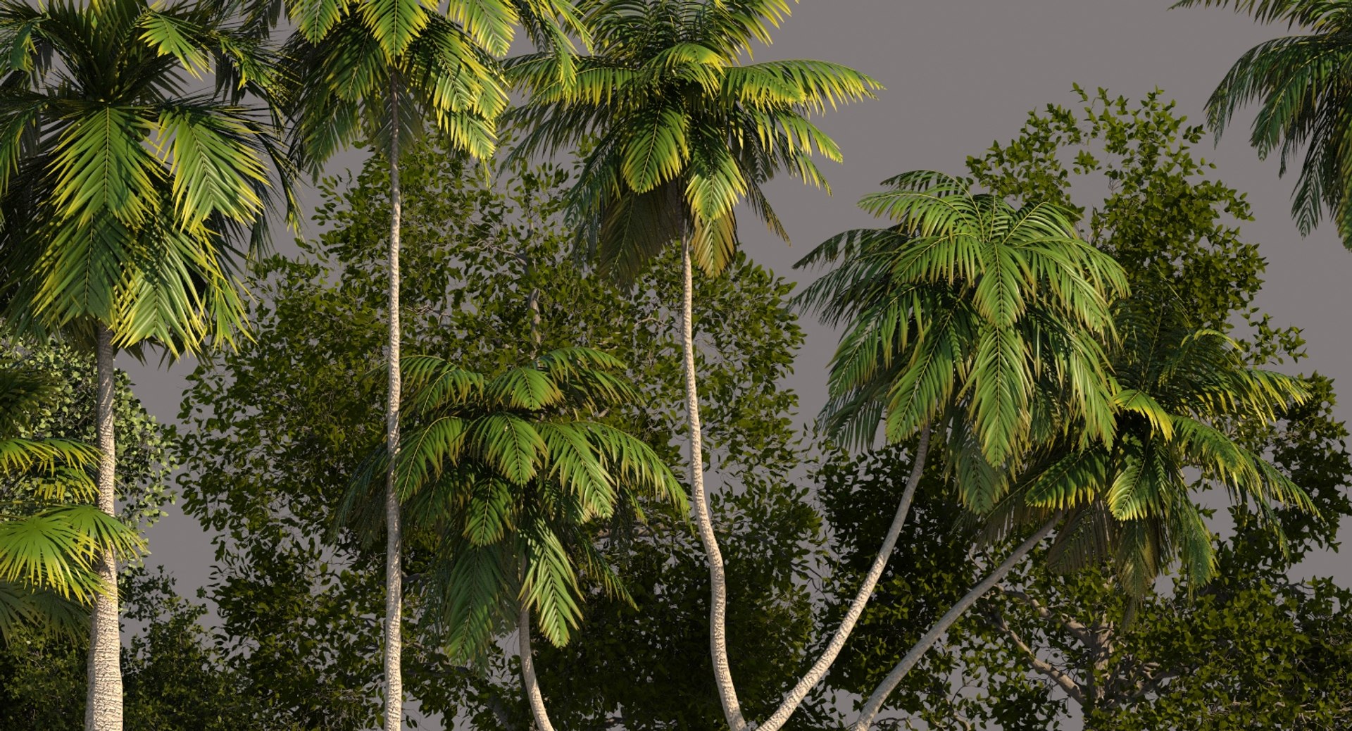 palm trees 3D model https://p.turbosquid.com/ts-thumb/D6/l0xg0p/T8IGuEJE/tp13/jpg/1580062983/1920x1080/fit_q87/679a8cab4ad94b433850b7a30ca84e78a25c0a44/tp13.jpg