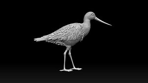wading bird 3D model