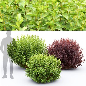 Physocarpus 02