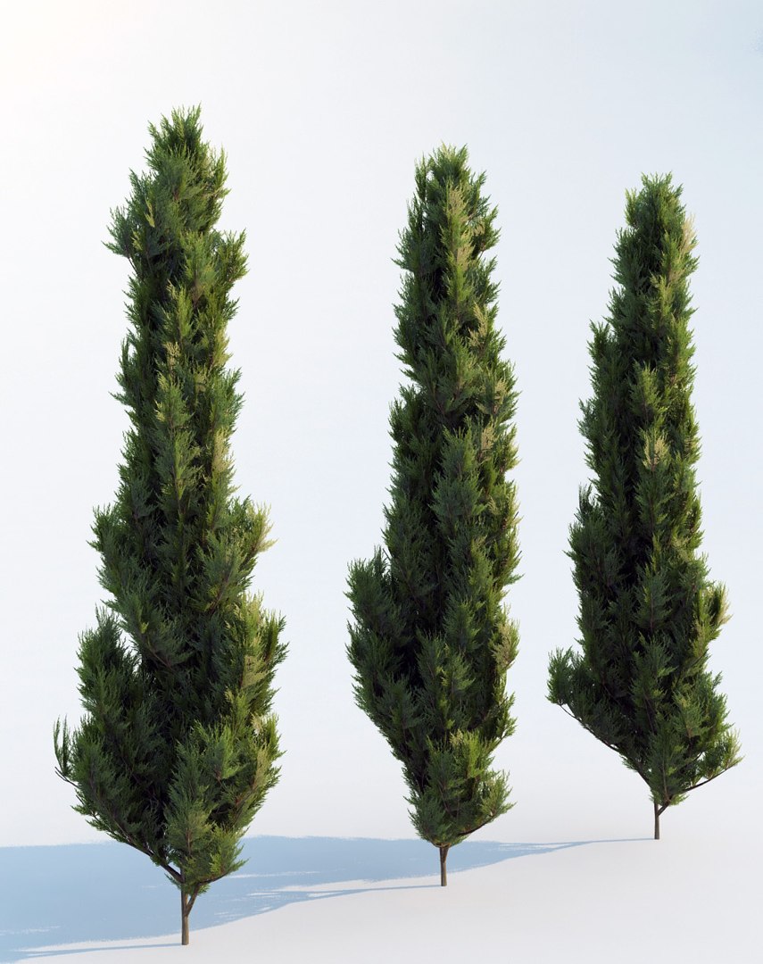 Thuja Tree 3d Model