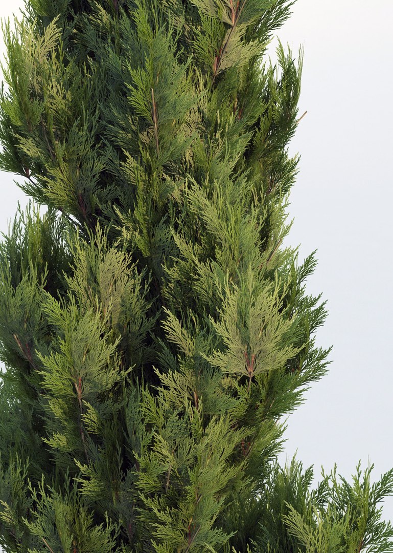 Thuja Tree 3d Model