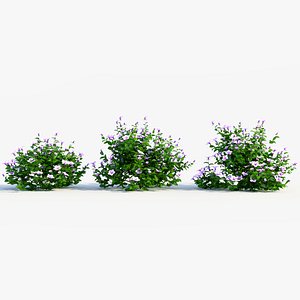 Petunia integrifolia c