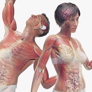 完整的女性解剖学3D模型下载| TurboSquid