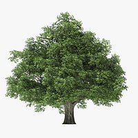 9 Meter Rock Elm Tree
