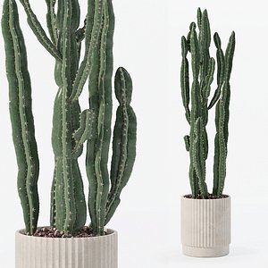 3D Euphorbia candelabrum in modern flower pot