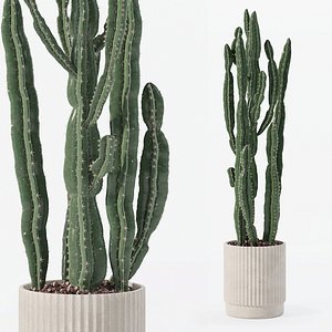 Potted Euphorbia Candelabrum Cactus in Ribbed Concrete Pot