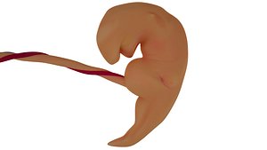 3D model 3d model Human embryo fetus Growth animation