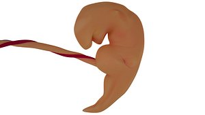 3d model Human embryo fetus Growth animation