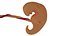 3d model Human embryo fetus Growth animation