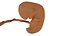 3d model Human embryo fetus Growth animation